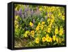 USA, Washington State. Arrowleaf balsamroot and lupine-Terry Eggers-Framed Stretched Canvas