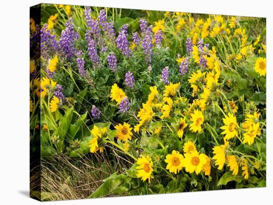 USA, Washington State. Arrowleaf balsamroot and lupine-Terry Eggers-Stretched Canvas