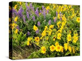 USA, Washington State. Arrowleaf balsamroot and lupine-Terry Eggers-Stretched Canvas