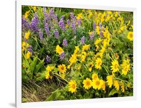 USA, Washington State. Arrowleaf balsamroot and lupine-Terry Eggers-Framed Photographic Print