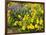 USA, Washington State. Arrowleaf balsamroot and lupine-Terry Eggers-Framed Photographic Print