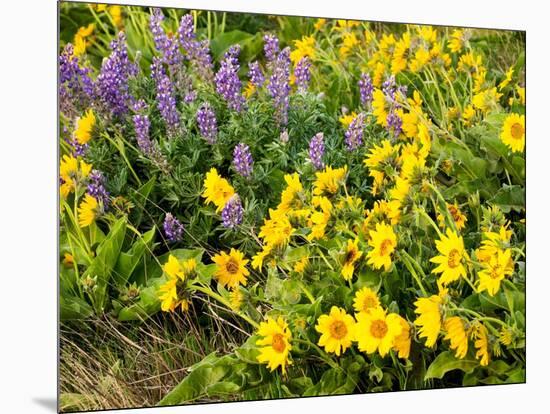 USA, Washington State. Arrowleaf balsamroot and lupine-Terry Eggers-Mounted Photographic Print