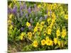 USA, Washington State. Arrowleaf balsamroot and lupine-Terry Eggers-Mounted Photographic Print