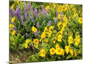 USA, Washington State. Arrowleaf balsamroot and lupine-Terry Eggers-Mounted Photographic Print