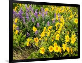 USA, Washington State. Arrowleaf balsamroot and lupine-Terry Eggers-Framed Photographic Print