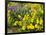 USA, Washington State. Arrowleaf balsamroot and lupine-Terry Eggers-Framed Photographic Print