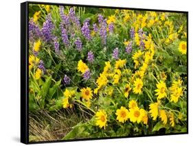 USA, Washington State. Arrowleaf balsamroot and lupine-Terry Eggers-Framed Stretched Canvas