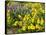 USA, Washington State. Arrowleaf balsamroot and lupine-Terry Eggers-Framed Stretched Canvas