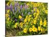 USA, Washington State. Arrowleaf balsamroot and lupine-Terry Eggers-Stretched Canvas