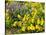 USA, Washington State. Arrowleaf balsamroot and lupine-Terry Eggers-Stretched Canvas