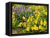 USA, Washington State. Arrowleaf balsamroot and lupine-Terry Eggers-Framed Stretched Canvas