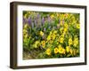 USA, Washington State. Arrowleaf balsamroot and lupine-Terry Eggers-Framed Premium Photographic Print