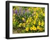 USA, Washington State. Arrowleaf balsamroot and lupine-Terry Eggers-Framed Premium Photographic Print