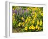 USA, Washington State. Arrowleaf balsamroot and lupine-Terry Eggers-Framed Premium Photographic Print