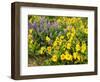 USA, Washington State. Arrowleaf balsamroot and lupine-Terry Eggers-Framed Photographic Print