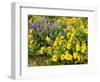 USA, Washington State. Arrowleaf balsamroot and lupine-Terry Eggers-Framed Photographic Print