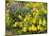 USA, Washington State. Arrowleaf balsamroot and lupine-Terry Eggers-Mounted Photographic Print