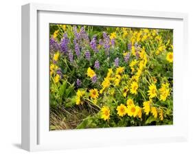 USA, Washington State. Arrowleaf balsamroot and lupine-Terry Eggers-Framed Photographic Print