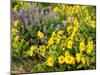 USA, Washington State. Arrowleaf balsamroot and lupine-Terry Eggers-Mounted Photographic Print