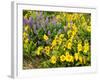 USA, Washington State. Arrowleaf balsamroot and lupine-Terry Eggers-Framed Photographic Print