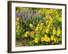 USA, Washington State. Arrowleaf balsamroot and lupine-Terry Eggers-Framed Photographic Print