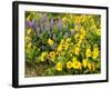 USA, Washington State. Arrowleaf balsamroot and lupine-Terry Eggers-Framed Photographic Print