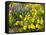 USA, Washington State. Arrowleaf balsamroot and lupine-Terry Eggers-Framed Stretched Canvas