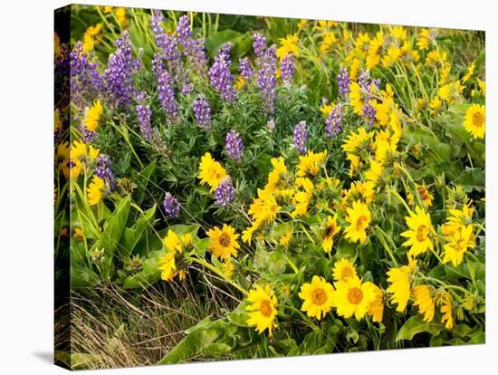 USA, Washington State. Arrowleaf balsamroot and lupine-Terry Eggers-Stretched Canvas