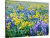 USA, Washington State. Arrowleaf balsamroot and lupine-Terry Eggers-Stretched Canvas