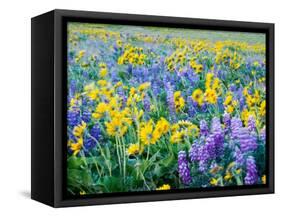 USA, Washington State. Arrowleaf balsamroot and lupine-Terry Eggers-Framed Stretched Canvas