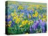 USA, Washington State. Arrowleaf balsamroot and lupine-Terry Eggers-Stretched Canvas