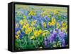 USA, Washington State. Arrowleaf balsamroot and lupine-Terry Eggers-Framed Stretched Canvas