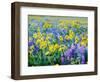 USA, Washington State. Arrowleaf balsamroot and lupine-Terry Eggers-Framed Photographic Print