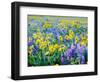 USA, Washington State. Arrowleaf balsamroot and lupine-Terry Eggers-Framed Photographic Print