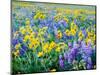 USA, Washington State. Arrowleaf balsamroot and lupine-Terry Eggers-Mounted Photographic Print