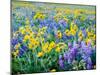 USA, Washington State. Arrowleaf balsamroot and lupine-Terry Eggers-Mounted Photographic Print