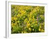 USA, Washington State. Arrowleaf balsamroot and lupine-Terry Eggers-Framed Photographic Print