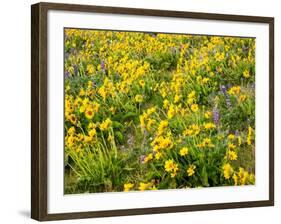 USA, Washington State. Arrowleaf balsamroot and lupine-Terry Eggers-Framed Photographic Print