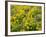 USA, Washington State. Arrowleaf balsamroot and lupine-Terry Eggers-Framed Photographic Print