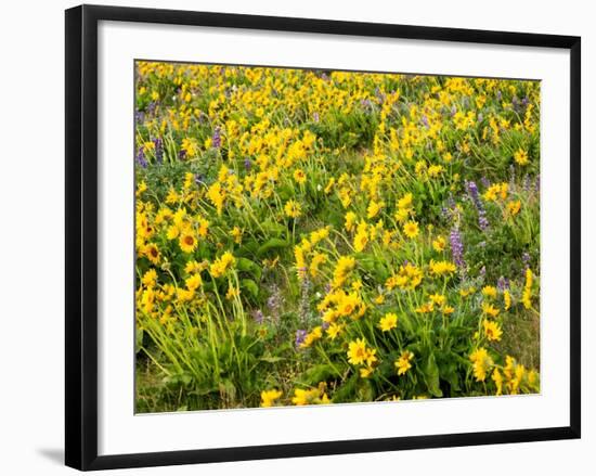 USA, Washington State. Arrowleaf balsamroot and lupine-Terry Eggers-Framed Photographic Print