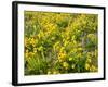 USA, Washington State. Arrowleaf balsamroot and lupine-Terry Eggers-Framed Photographic Print