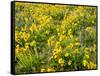 USA, Washington State. Arrowleaf balsamroot and lupine-Terry Eggers-Framed Stretched Canvas