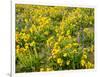 USA, Washington State. Arrowleaf balsamroot and lupine-Terry Eggers-Framed Photographic Print