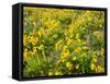 USA, Washington State. Arrowleaf balsamroot and lupine-Terry Eggers-Framed Stretched Canvas