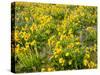 USA, Washington State. Arrowleaf balsamroot and lupine-Terry Eggers-Stretched Canvas