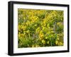 USA, Washington State. Arrowleaf balsamroot and lupine-Terry Eggers-Framed Photographic Print