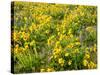 USA, Washington State. Arrowleaf balsamroot and lupine-Terry Eggers-Stretched Canvas