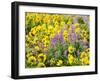 USA, Washington State. Arrowleaf balsamroot and lupine-Terry Eggers-Framed Photographic Print