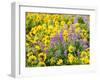 USA, Washington State. Arrowleaf balsamroot and lupine-Terry Eggers-Framed Photographic Print