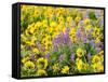 USA, Washington State. Arrowleaf balsamroot and lupine-Terry Eggers-Framed Stretched Canvas